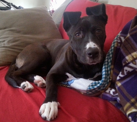 Front side view of a black dog that has small ears that fold over to the front. Its paws have white tips and its snout has white on the top of it. Its nose is black and eyes are brown. The dog is on a red couch with a green pillow behind it and blankets in front of it.