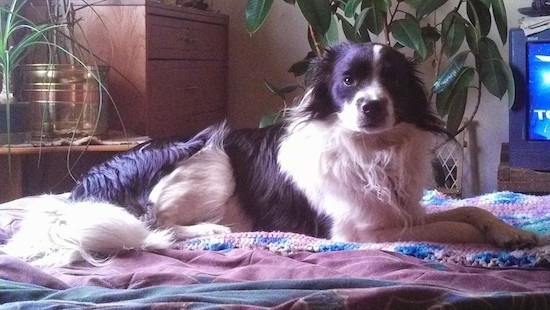 A medium-sized, medium-haired black and white dog laying down across a couch on top of a tan knit blanket in front of a plant and a TV. The dog has a black nose and a long white fluffy tail.