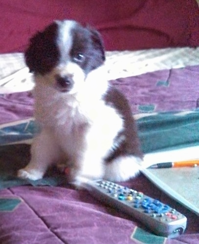 A small black and white fluffy thick coated puppy sitting down on a bed next to a TV remote, a laptop computer and a yellow and black pen.