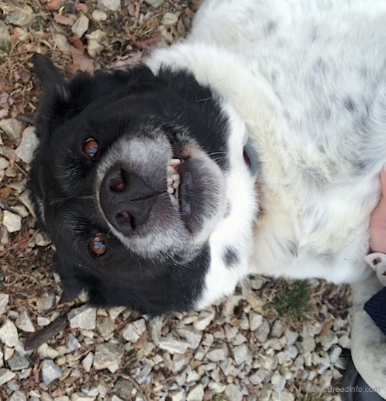 Close up - A black and white Border Point dog laying upside down on white stones, its teeth are showing and it has brown eyes and a black nose.