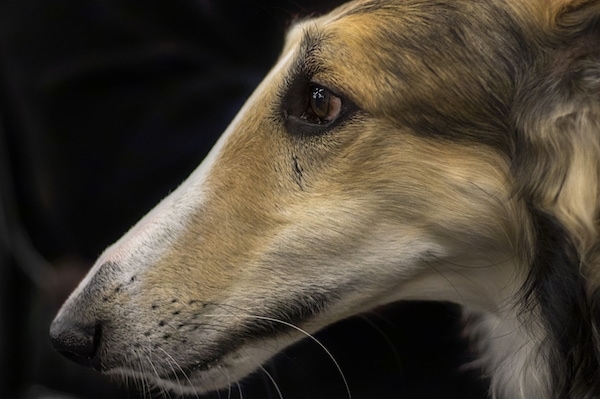 Side view of a long muzzled skinny dog with a pointy snout, black nose, dark eyes with a tan and white and black coat. The dog has white whiskers. The snout has no stop.