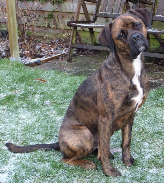 A tall brown brindle dog with a white chest sitting in snowy grass with its head tilted to the left. There are a couple of a wooden chairs that are placed up against a wooden privacy fence behind it. The do has brown almond shaped eyes and V-shaped long drop ears and a long tail.
