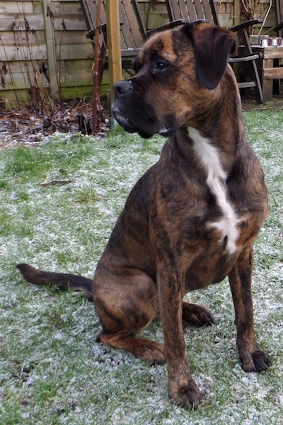 boxer lab retriever mix