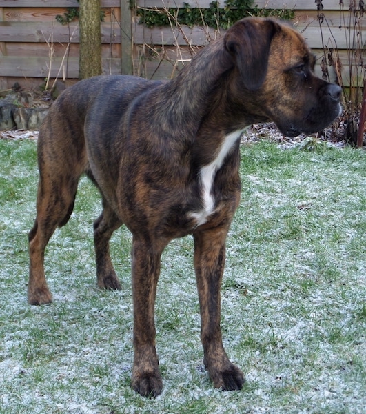 Front side view - A tall brown brindle dog with a white chest standing in snowy grass looking to the left. There is a wooden privacy fence behind it.