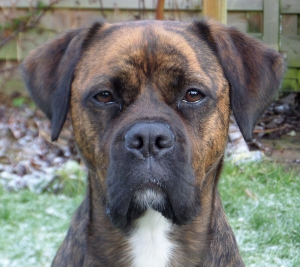 boxer lab retriever mix