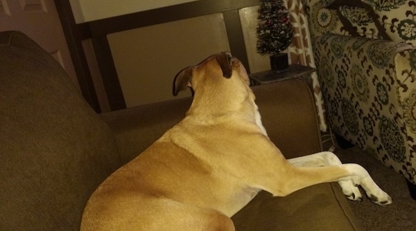 The right side of a brown Boxer Shepherd that is laying in an arm chair and it is looking at an item behind it.
