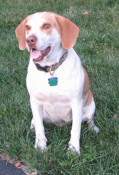 The front left side of a reddish-brown Brittany Beagle that is sitting in grass, it is looking to the left, its mouth is open and its tongue is out.