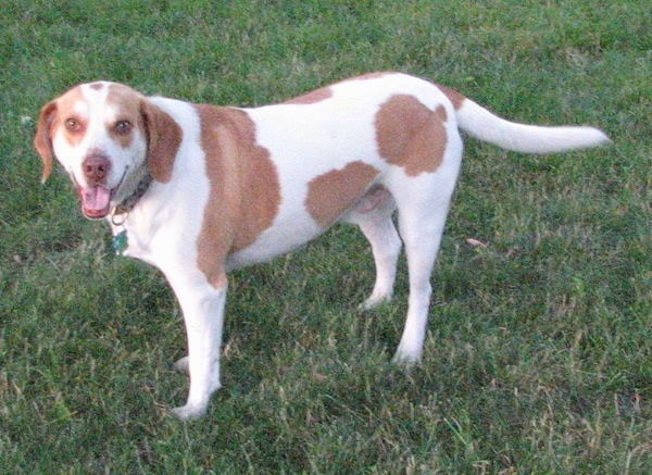 The left side of a reddish-brown with white Brittany Beagle that is standing across a yard, it is looking forward, its mouth is open and its tongue is out.