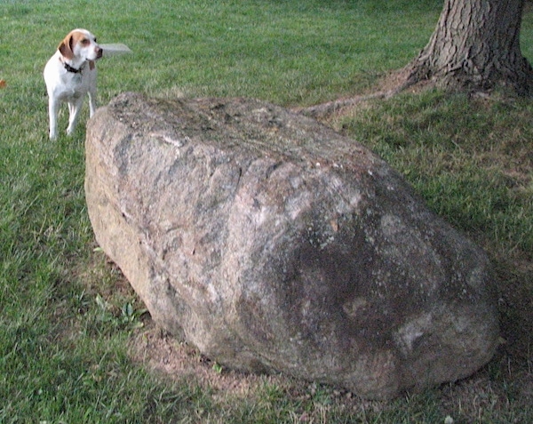 A reddish-brown with white Brittany Beagle is standing in a field behind a large rock and it is looking to the right.