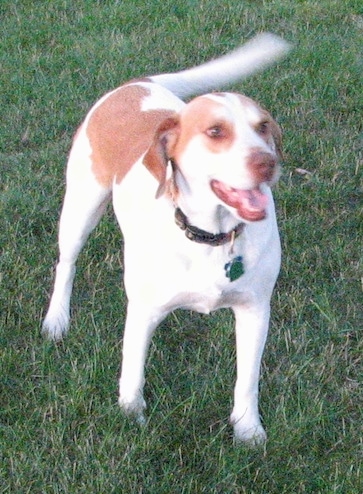 The front right side of a reddish-brown Brittany Beagle that is standing on a grass surface, it is looking to the right, its mouth is open and its tail is wagging.