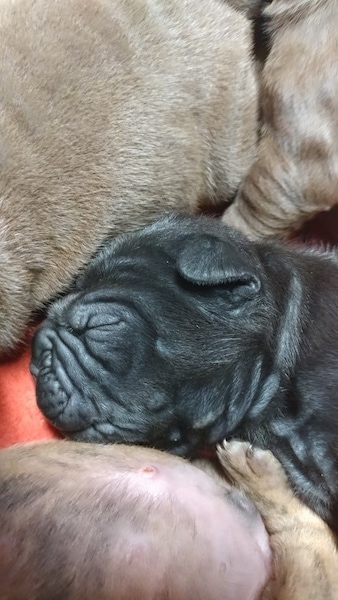 Close-up - A tiny little wrinkly gray puppy with a round head and small fold over ears and a lot of extra skin laying down on an orange surface next to three tan littermate puppies.