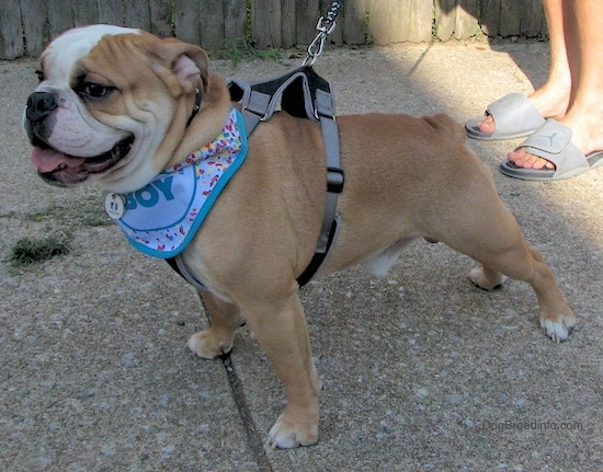 11 year old english bulldog