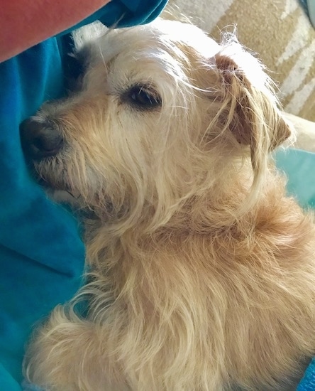 Cairn Corgi Dog Breed Information And Pictures