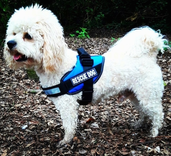 white cavachon dog