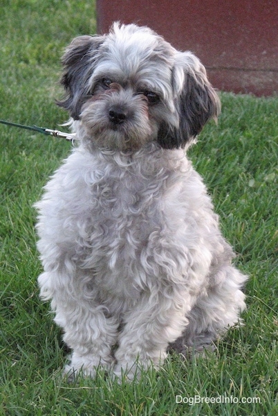 Chinese crested cross shih hot sale tzu