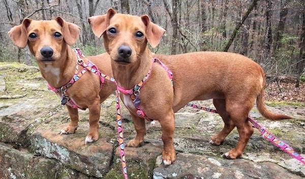 chihuahua mixed with wiener dog