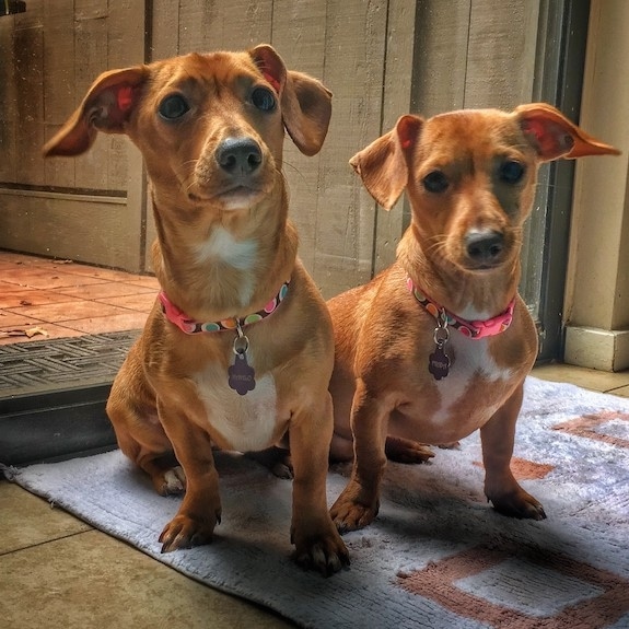 Front view of two long bodied, short legged, low to the ground reddish tan dogs with black noses and dark almond-shaped eyes wearing hot pink collars sitting down on a light purple throw rug. The dogs have ears that hang down and out to the sides. Both dogs have white patches on their chest and necks.