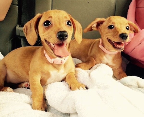 Front side view of two long bodied, short legged, low to the ground reddish tan dogs with black noses and dark almond-shaped eyes wearing light pink collars. The dogs look happy. Their tongues and baby teeth are showing. One dog has ears that hang down and the other has ears that are down and out to the sides. They both have white on their chest.