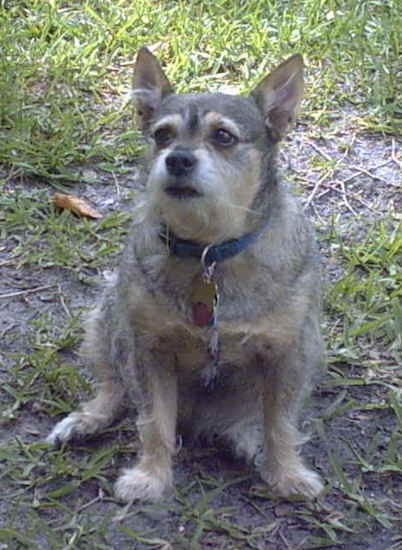 chiweenie schnauzer mix