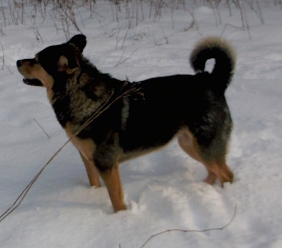 half chow chow half german shepherd