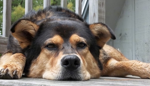 A large black and tan dog with small v-shaped ears that fold slightly at the tips, a big black nose with a large head laying down on a wooden deck in front of a house