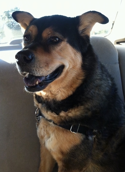 Front side view upper body shot of a black and tan dog with small ears that stand up and fold over slightly at the tips and a black tongue sitting down on the seat of a car