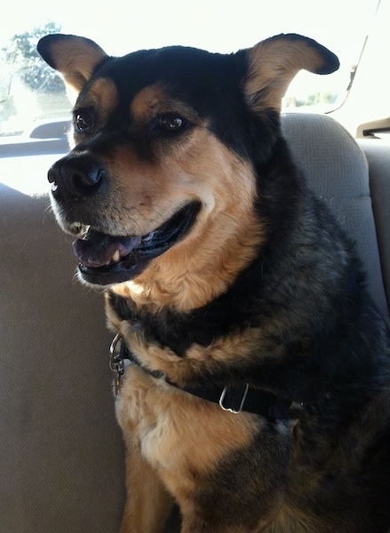 chow chow shepherd mix puppy