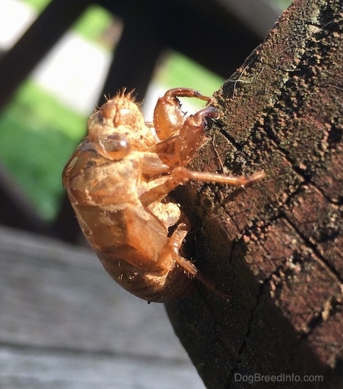 Close Up - A brown shell of a large bug with bulging eyes and long legs. It has hairs on its face and legs.