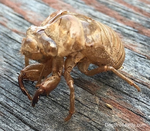 Close Up side view - A brown shell of a large, thick looking, round-shaped bug with bulging eyes and long legs with claws like a small crab.