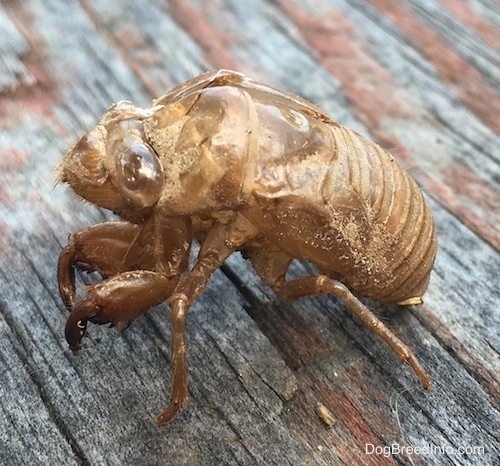 Close Up front side view - A brown shell of a large, thick looking, round-shaped bug with bulging eyes and long legs with pinchers like a small crab.