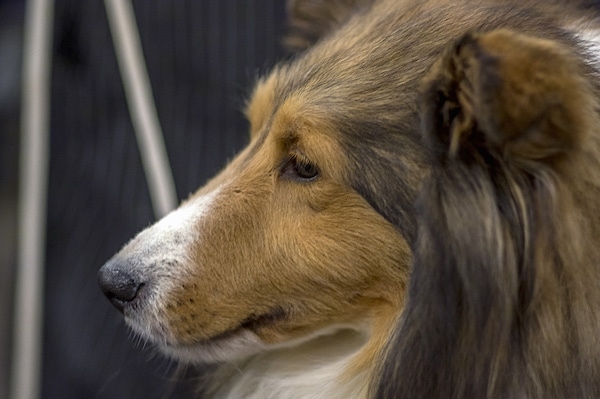 small rough collie