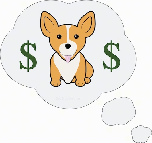 A cute Corgi dog sitting down with two green money signs on each side of it. The dog looks like a pupppy and has large perk ears.'