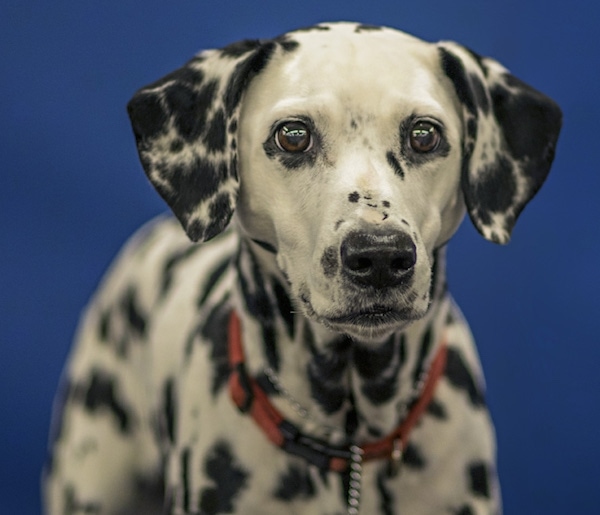 blue eyed dalmatian