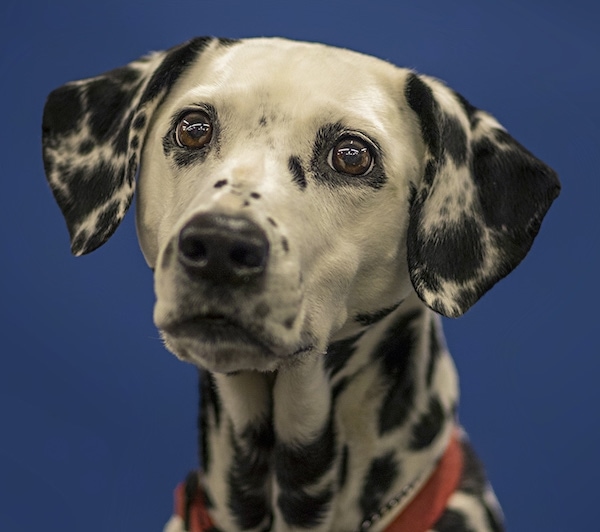 Close Up head shot - a large-breed, white dog with black spots wearing a red collar facing forward. The dog has wide round brown eyes and a black nose.
