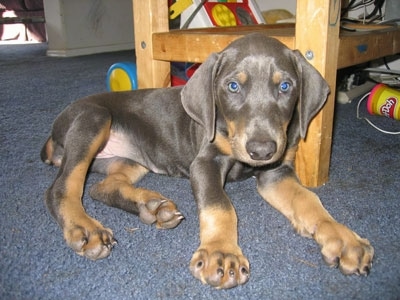 grey doberman puppies