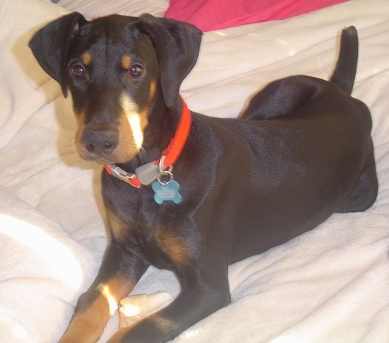 A brown and tan dog laying down on the white blanket on top of a person's bed with a rawhide bone between its front paws. The dog is wearing a bright orange collar.