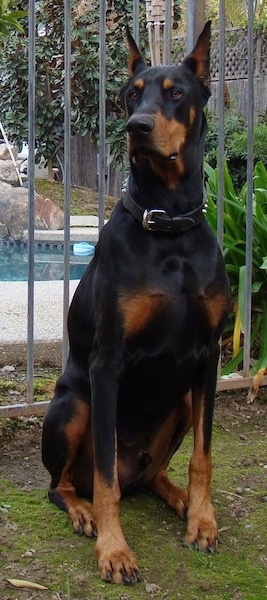 A black and tan Doberman Pinscher dog with croped ears that stand up to a point sitting on a mossy ground in front of a swimming pool fence looking to the left. The dog is wearing a black leather collar with spikes on it.