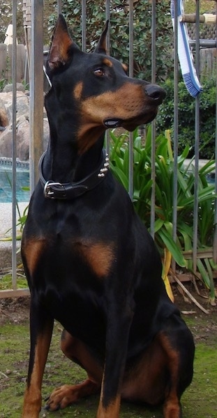 A black and tan Doberman Pinscher dog with croped ears that stand up to a point sitting on the ground in front of an iron pool gate that is around an in-ground swimming pool looking to the right.