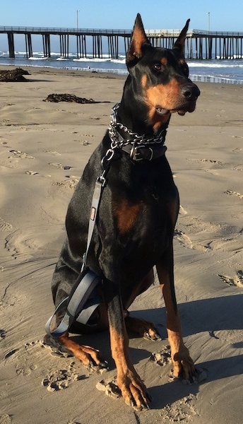 A black and tan Doberman Pinscher dog with croped ears that stand up to a point sitting on sand at a beach with the ocean and a dock behind it. The dog is wearing a choke c hain collar.