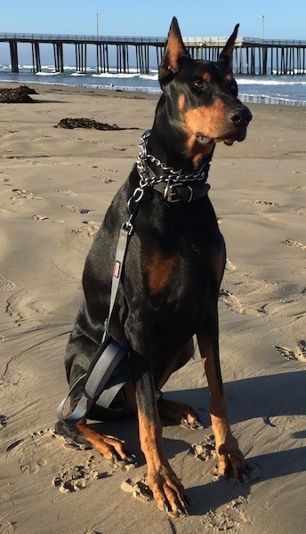 grey doberman puppies