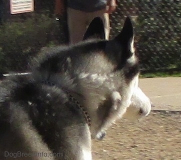 Side view of a thick coated Siberian Husky dog with perk ears standing on dirt looking towards the right. There are white clumps of fur coming out of his neck.