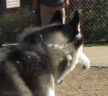 heavy shedding dogs