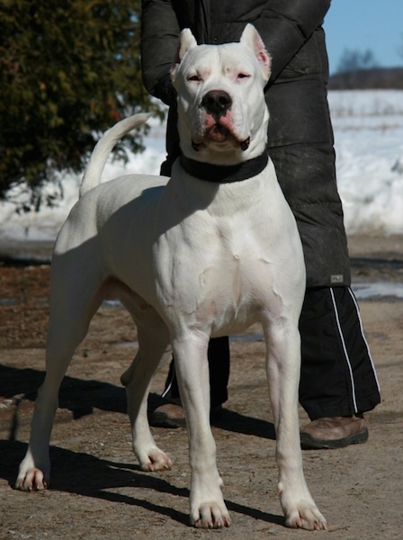 Front view of a large breed white dog with small cropped pointy ears and a wide chest standing outside in front of a man dressed in black. There is snow in the distance. It has a large black nose, squinty eyes and a thick black collar.