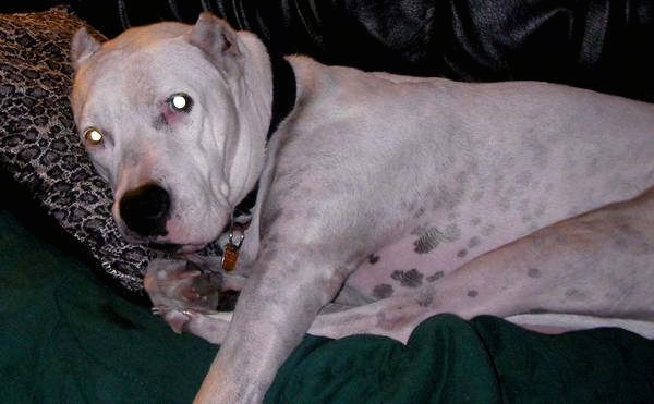 A large white dog with small cropped pointy ears laying down on a couch. It has black ticking pigment on its skin and a large black nose.