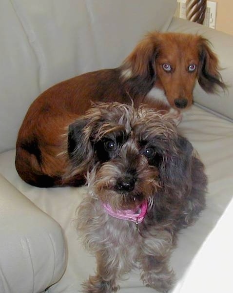 Two small breed dogs laying down on a white leather couch. Both dogs have short legs, black noses and long drop ears. The dog in the back has blue eyes, and the dog in the front has big round brown eyes. The dog in the back has shorter hair on its back and longer hair on its ears and the dog in front has wavy hair all over its body and a hot pink collar.