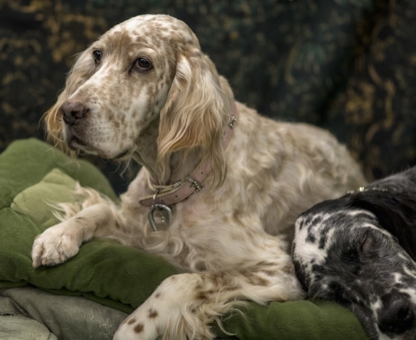 english setter show cut