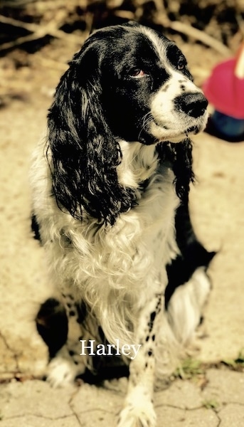 A black and white wavy-coated dog with long drop ears, a black nose, dark eyes and spots on its legs sitting outside with its head turned to the right but his eyes looking at the camera.