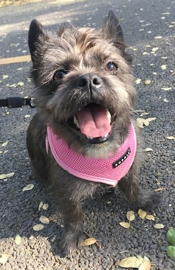 bulldog cross shih tzu