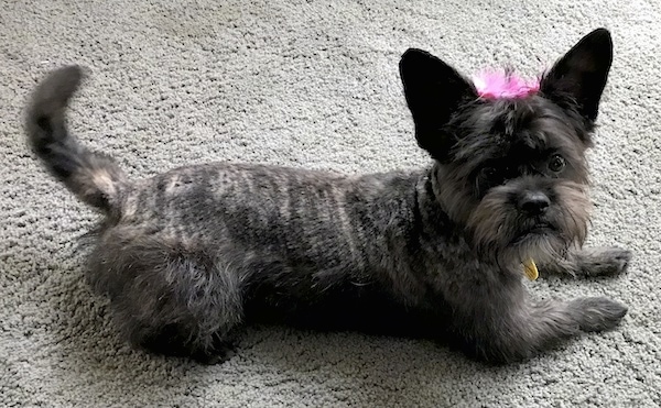 A small black brindle dog with a long body and short legs and large perk ears and a long tail. The dog has its coat shaved short on its back with longer hair on its face, legs and belly. It has a hot pink feather bow clipped to the top of its head.