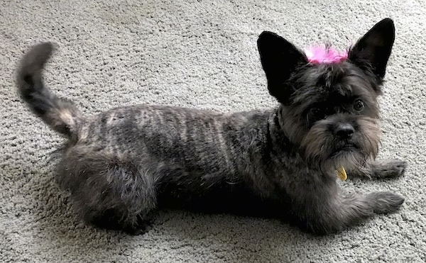 shaved french bulldog